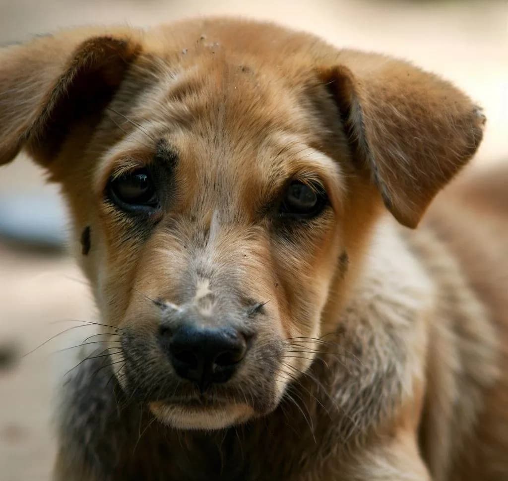 A Cry for Compassion: The Struggle of Stray Dogs in Cambodia
